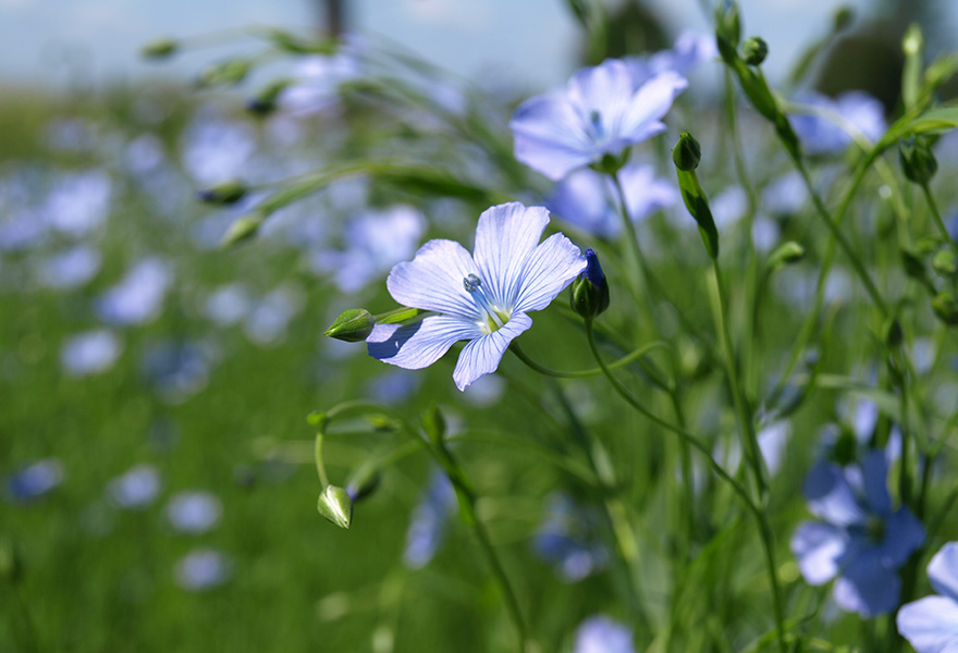 亜麻の花